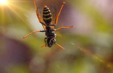 view of the underside of a wasp running on a glass pane

