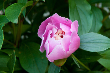 Pink peony bud beginning to open blossoming against a dark green leaves background