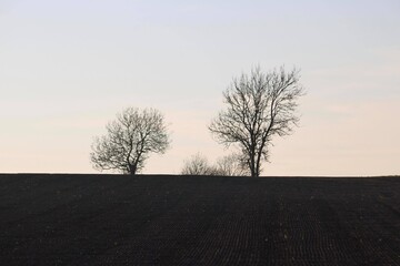 landscape of two trees in field