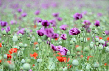 Obraz na płótnie Canvas Amazing red or purple flowers of poppy in the field. Czech republic, Europe.
