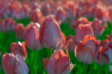 Bright pink tulips in a field with blurred background