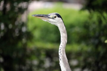 close up of a smart bird