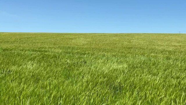 Wind blowing over a beautiful green field under a bright blue summer sky