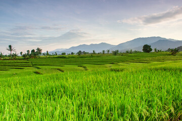 the view of the rice fields on a beautiful morning with a beautiful blue mountain in Bengkulu,