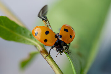 Ladybird elytra open ready to fly