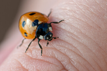 ladybird on a finger