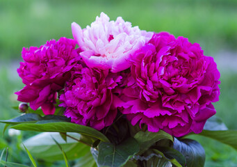 pink peony flower