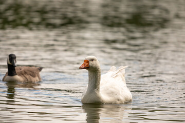 geese on the water