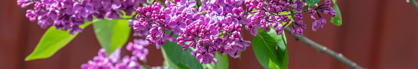 Macro image of spring purple lilac flowers, abstract soft floral background.