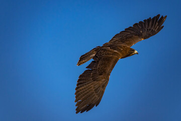 Soaring Free