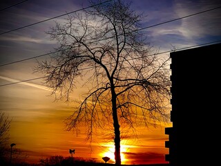 tree shadow