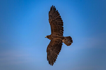 Soaring High