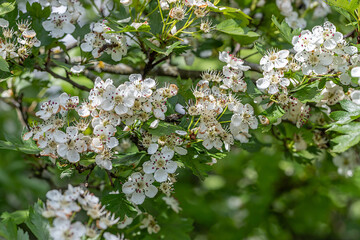 Crataegus monogyna, known as common hawthorn, oneseed hawthorn, or single-seeded hawthorn