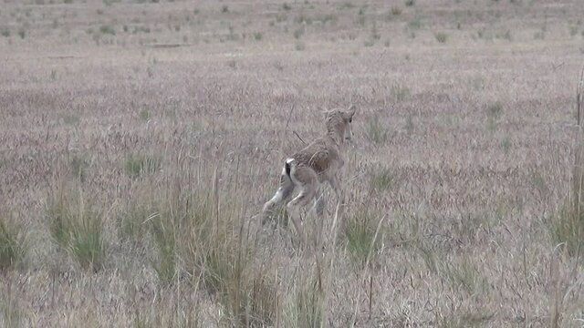 Kalmykia. Steppe, newborn saiga antelope cub.