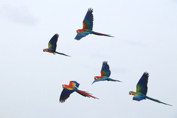 Five macaw parrots flying in a flock © Napatsorn