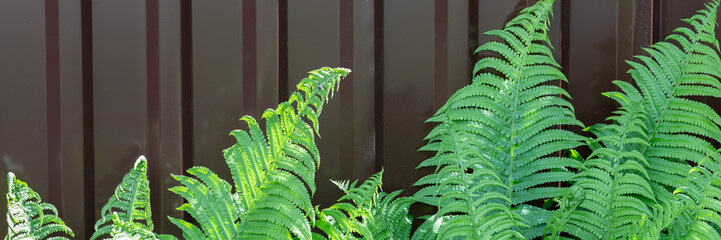 fresh green fern leaves