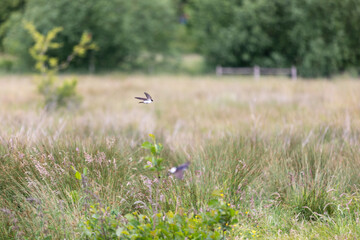 Obraz na płótnie Canvas small birds flying over a grass land