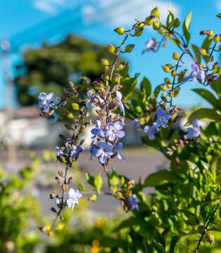 linda florzinha em uma foto macro