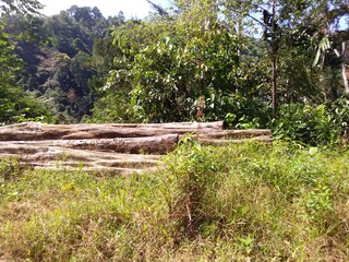 Obraz premium wooden log in the jungle