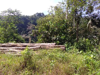Fototapeta na wymiar wooden log in the jungle