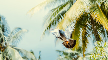 Pigeon flying against colorful background