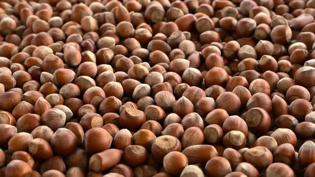 Hazelnuts zoom in. Dolly zoom out. Hazelnut composition and backgorund. Turkish hazelnuts. organic natural food. Close up hazelnuts. 