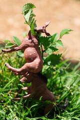 animal toys in green grass