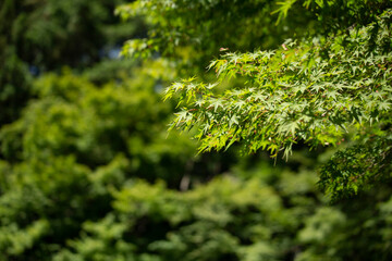 Fototapeta premium nature