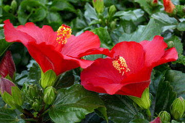 hibiscus, hibiskus, malvengewächs © Elke Hötzel