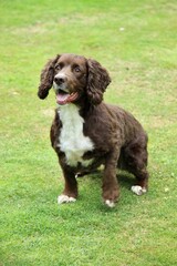 Obraz premium Cocker Spaniel 