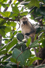 Wild Red Colobus monkey sitting on the branch and eating Leaves in tropical forest on Zanzibar