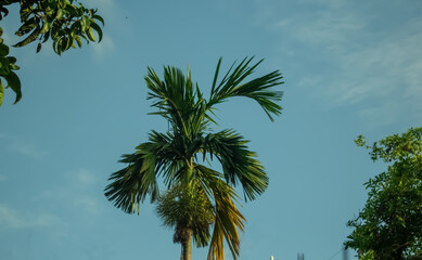 Obraz premium Beautiful picture of Betel nut tree and cloudy sky.