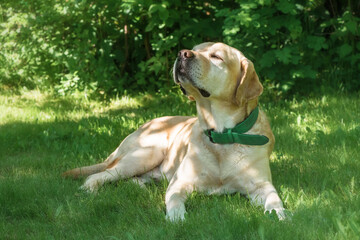 Adorable white labrador retriever lies on the grass