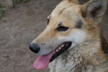 
Muzzle of a smiling dog with his tongue hanging out