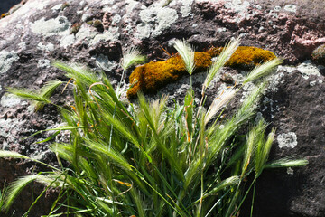 Findling, Stein mit Gerste, Mäusegerste, Getreide am Wegesrand, Sommer in der Natur