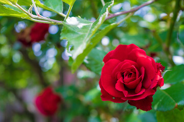 red rose in garden