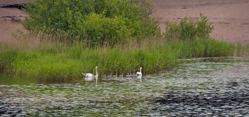 Two swans and little chicks. A large family of white swans.
