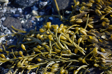vibrant seaweed on sunny sea shore © Arcticphotoworks