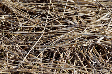 dry brown grass