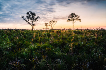 Fototapeta na wymiar Shrub-like palms in the foreground of a sunlit pine prairie. Myakka River State Park.