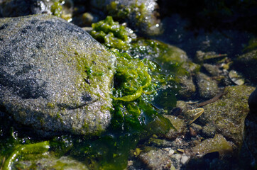 vibrant seaweed on sunny sea shore