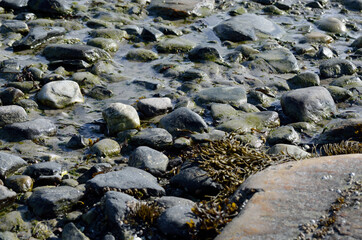 muddy rocky sea shore in sunshine