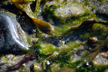 Obraz premium vibrant seaweed on sunny sea shore