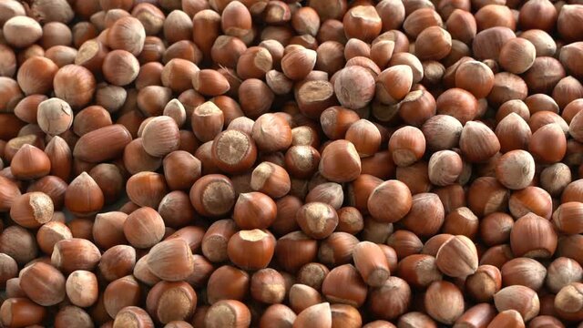 Hazelnuts zoom out. Hazelnut composition and backgorund. Turkish hazelnuts. organic natural food. Close up hazelnuts. Dolly zoom out wide angle.