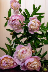 A bouquet of pink peonies - a gift for the holiday