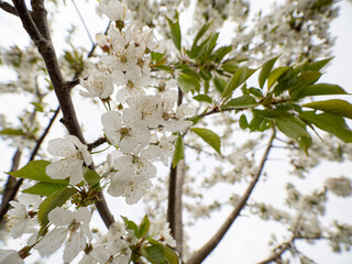 Kirschblüte am Kirschbaum
