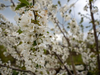 Kirschblüte am Kirschbaum
