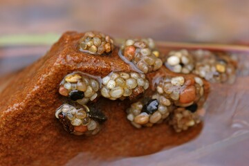 Köcherfliegenlarven in einem nordhessischen Bach