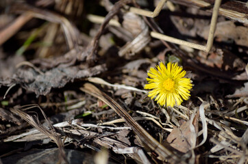 beautiful yellow wildflower in early autumn