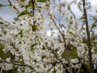 Kirschbaum im Frühling